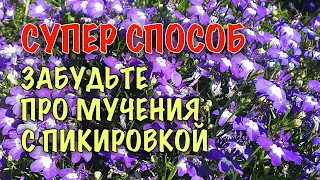 НЕТ ПИКИРОВКЕ! Как ПРОСТО И БЫСТРО посеять ЛОБЕЛИЮ. Два СУПЕР способа БЕЗ ПИКИРОВКИ! СЕЮ ТОЛЬКО ТАК!