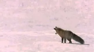 BBC  Fox Snow Dive   Yellowstone WMV V9