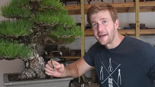 The Road to the US National Bonsai Exhibition | Part One