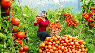 Harvesting Tomato Goes to market sell - How to make tomato hot pot | Phuong Daily Harvesting