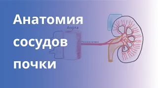 Анатомия сосудов почки. Вводная лекция в доплерография почек для специалистов УЗИ