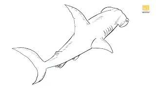 Hammerhead Shark drawing II How to draw A Hammerhead Shark drawing    II part 01 II #artjanag