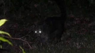 Aparece " El Chupacabras " en CORDOBA ARGENTINA.