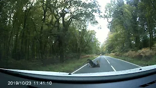 Dashcam accident with a deer