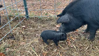 What we learned raising American Guinea Hogs