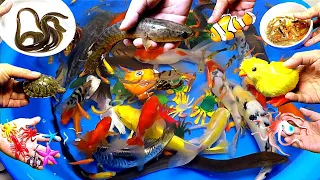 Cute Colorful Aquarium Fish, Chicks, Goldfish, Koi, Catfish, Turtle, Guppies,Eel,Squid,Shrimp,Snake