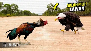 Mengejutkan semua orang! Pertarungan Sengit Elang Vs Ayam Endingnya Tak Terduga
