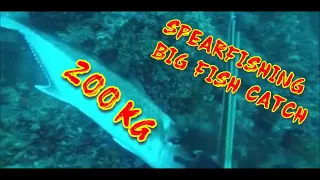 200KG/SPEARFISHING/BIG FISH CATCH