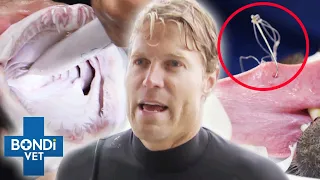 Top 5 Crazy Hook Removals 🪝😬 | Bondi Vet Compilation | Bondi Vet