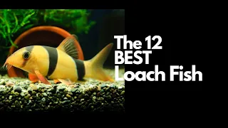 Top 12 Loach Fish For Aquariums