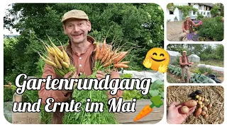 Gartenrundgang und Ernte Ende Mai 🥕🥔🌱 Möhren, Kartoffeln, Kohl und vieles mehr