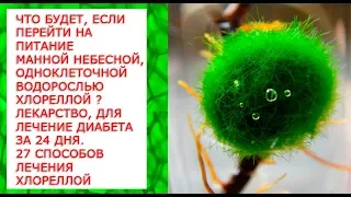 Что будет, если перейти на питание манной небесной, одноклеточной водорослью хлореллой