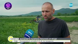 Българската ягода е най-вкусна: Фестивал край Кричим показва продукцията тази година - Събуди се