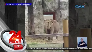 Congenital heart failure ang ikinamatay ng elepanteng si Maali, ayon sa Manila Zoo... | 24 Oras