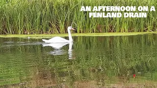 an afternoon on a Fenland drain : Coarse fishing UK