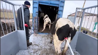 Відгодівля бичків. Реалізація на мʼясокомбінат. Шалені прирости - 30кг за 16днів