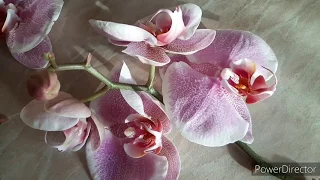 Подмороженные орхидеи. Не повторяйте  моих ошибок😏😥😓 (28.01.20).