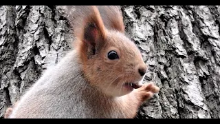 Кормил очень голодную белку, когда пришёл Ушастик / Feeding hungry squirrels