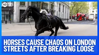 Chaos In London After Military Horses Break Loose | 10 News First