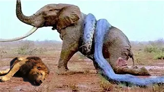 Top 10 Moments LIONS are Killed by Their Prey | Lion vs Elephant, Python, Buffalo, Wild Dogs