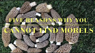 #morelhunting🔥5 REASONS YOU CANNOT FIND MORELS🔥Epic mushroom hunt + secrets😱WHO IS THE FIG MAN?😱