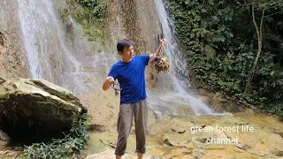 Today Robert caught a lot of crabs. Green forest life (ep212)