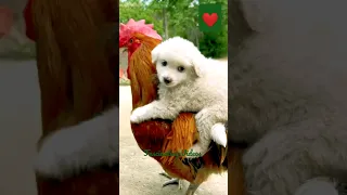 rooster and puppy friendship#shorts#trending#viral