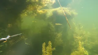 Подводная охота. Река Урал. Spearfishing​