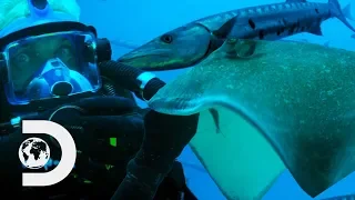 Jeremy Wade Is Bitten By A Stingray While Chasing Barracuda | River Monsters