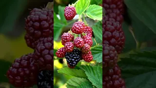 How to grow BLACKBERRIES! Everything you need to know in less than 60 seconds!