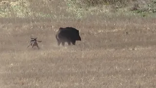 Battlefield in Cornfield against Wild Boars