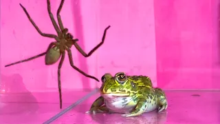 Spiders and frogs / Pacman frog , African bullfrog【LIVE FEEDING】