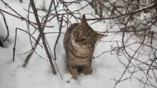 Коты первый раз увидели снег ❄❄❄Cats seeing snow for the first time