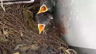 The Family of the Indian Mynas