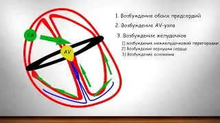 Фундаментальные знания об ЭКГ часть 3 (ЭДС сердца, проводящая система сердца)