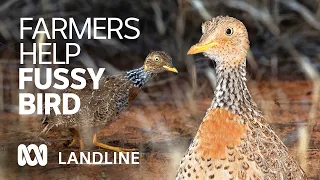 Farmers helping save a fussy little 'Goldilocks bird' from extinction 🐦🧑‍🌾| Landline | ABC Australia