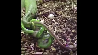 OMG amazing green snake 🐍 giving birth ....