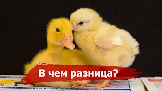 Why do ducklings walk in a COLUMN, and chickens in a disorderly GROUP? 