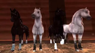 ˢˢᵒ ωıʟᴅ нσʀsᴇs   Dressage Battle