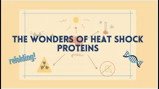 Heat shock proteins- Science Ambassador Video