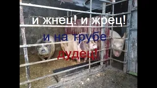 И жнец и жрец и на трубе дудец // Свиноводство в масштабе ЛПХ