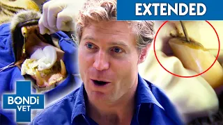 Vet Removes Gunk From Infected Tiger's Fang: What If It Wakes Up? 😱🐯 | Bondi Vet Clips | Bondi Vet