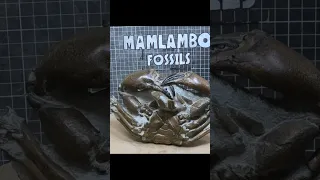 Fossil crab exposed, removing the most rock I've ever attempted #fossil #unboxing