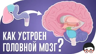 Как устроен головной мозг