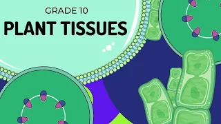 PLANT TISSUES | EASY to UNDERSTAND