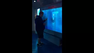 Man Scared by 'Shark' in Washington DC Museum