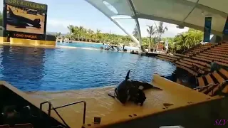 Orca Ocean/Касатки/Loro parque/Puerto de la Cruz/Tenerife/Spain/Canarias/Тенерифе/Канарские острова