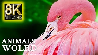 The Ultimate Wildlife World In 8K ULTRA HD - Wildlife & Animals Relaxing Music