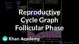 Reproductive cycle graph-Follicular phase | NCLEX-RN | Khan Academy