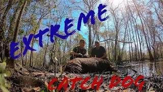 Catch Dog Hammers Huge Hog *EXTREME BOAR HUNTING!!